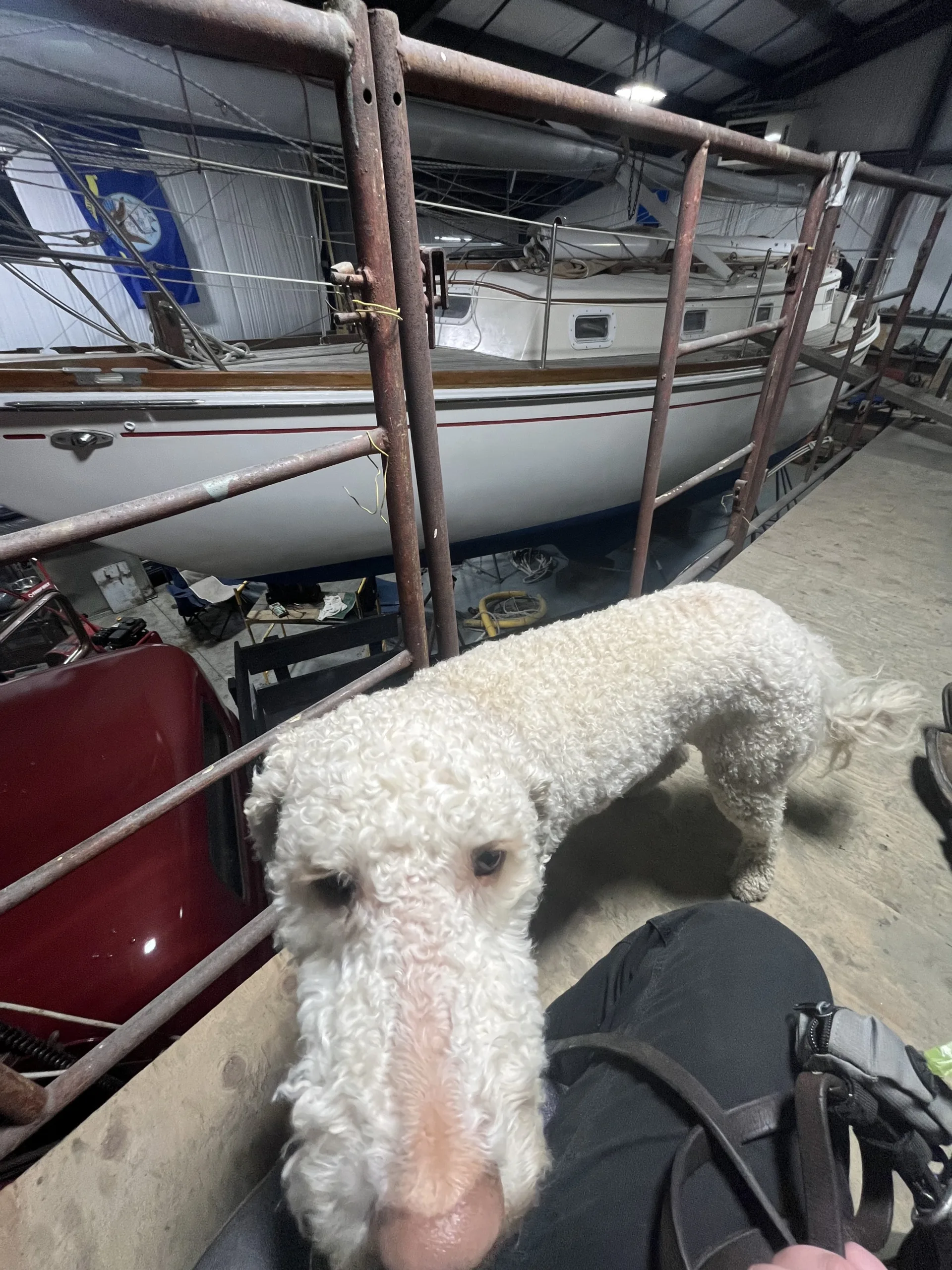 view of sailboat with dog