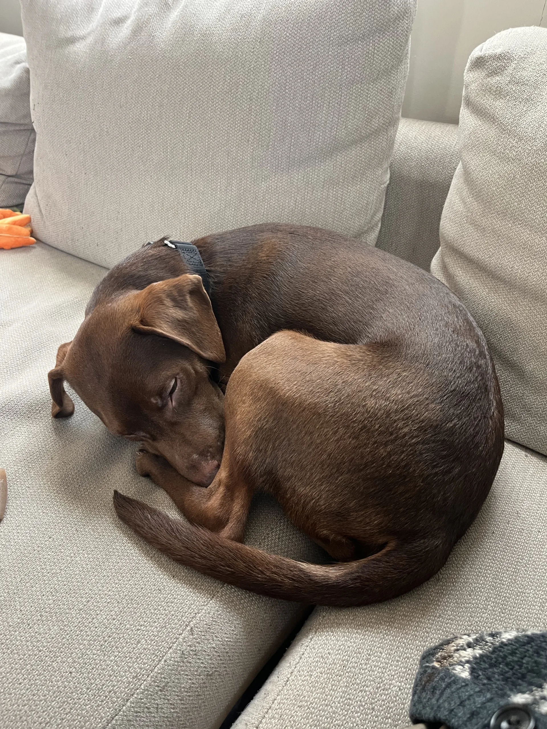 Buddy T. Dog, Delinquent | Foster Diaries